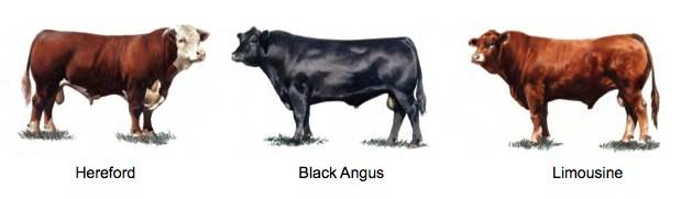 cows