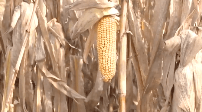 corn