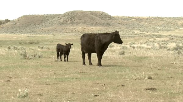 cows