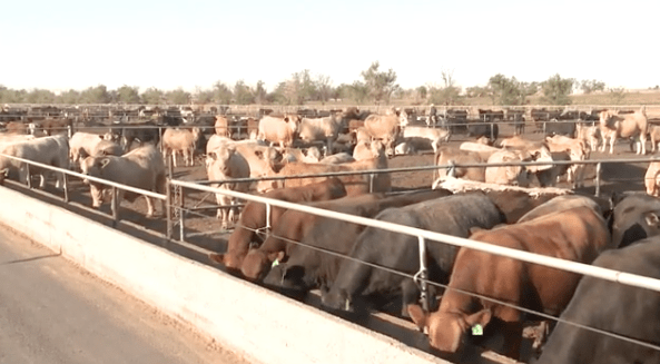 cows