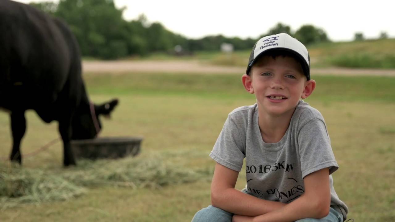 knowing a gelbvieh cattle