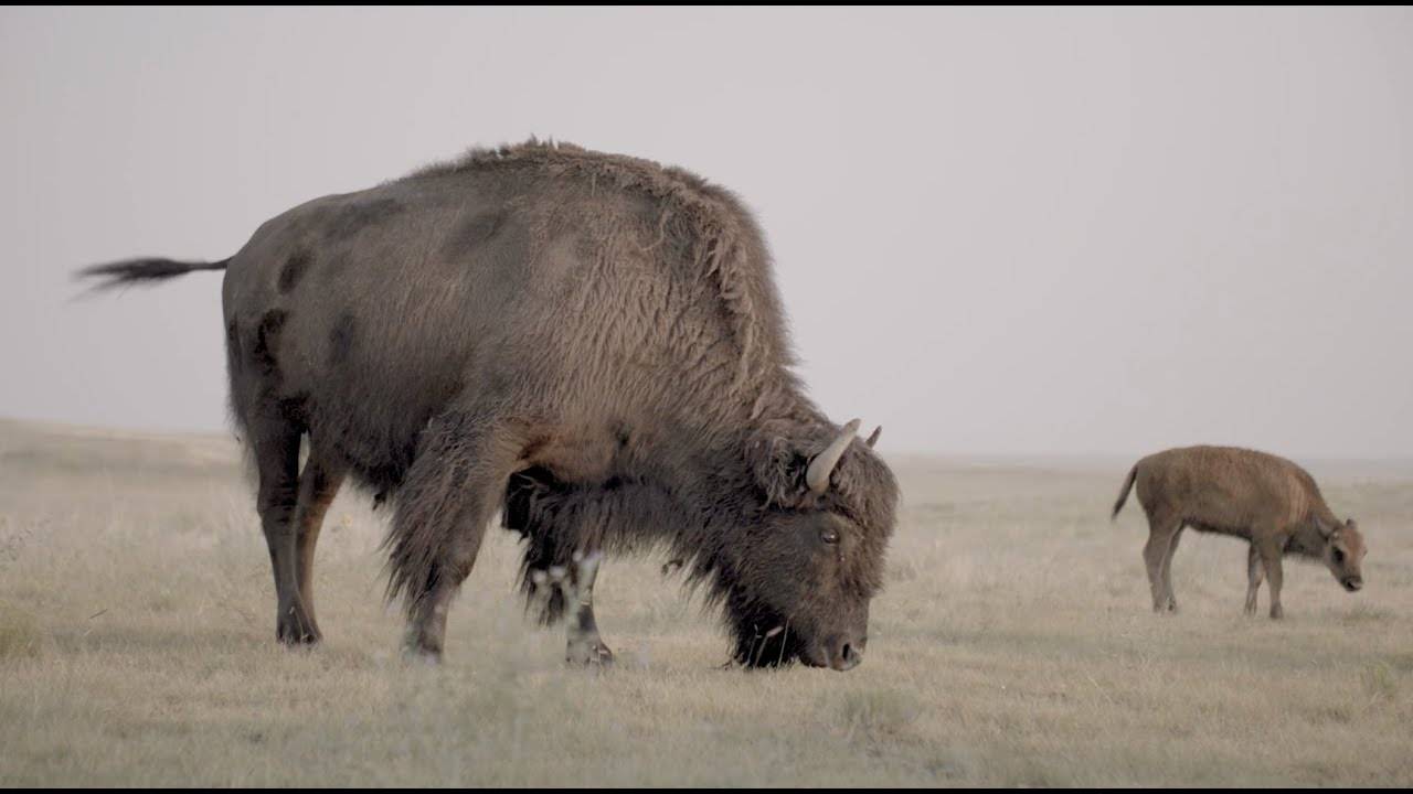 Preserving American Prairies and Mitigating Climate Change