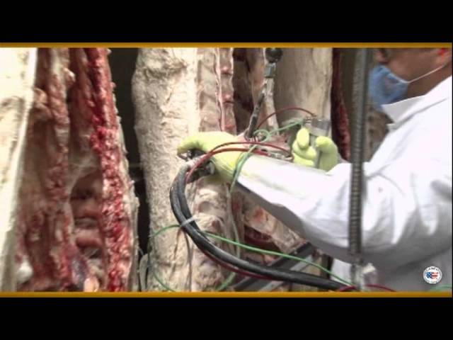 us beef grading