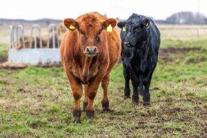 breeds & feeding